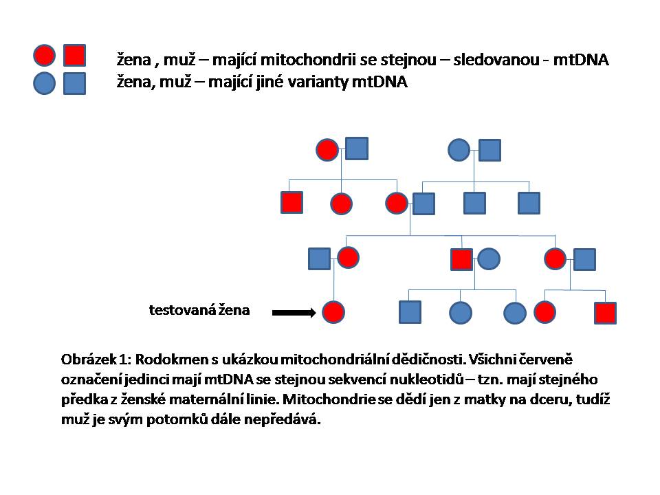 obrazek-2-genealogie-maternalni-dedicnost-mt.jpg